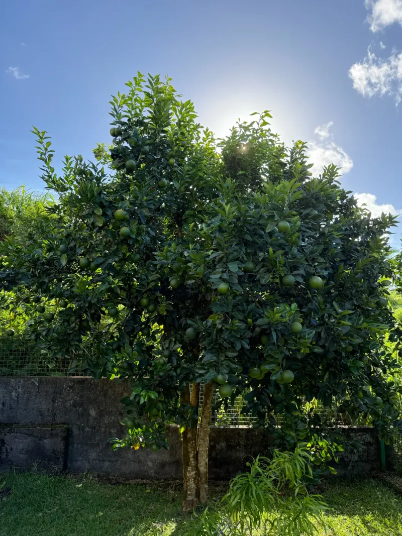 Bigarade oranges on the tree at Villa Bigaradier, Sainte-Rose