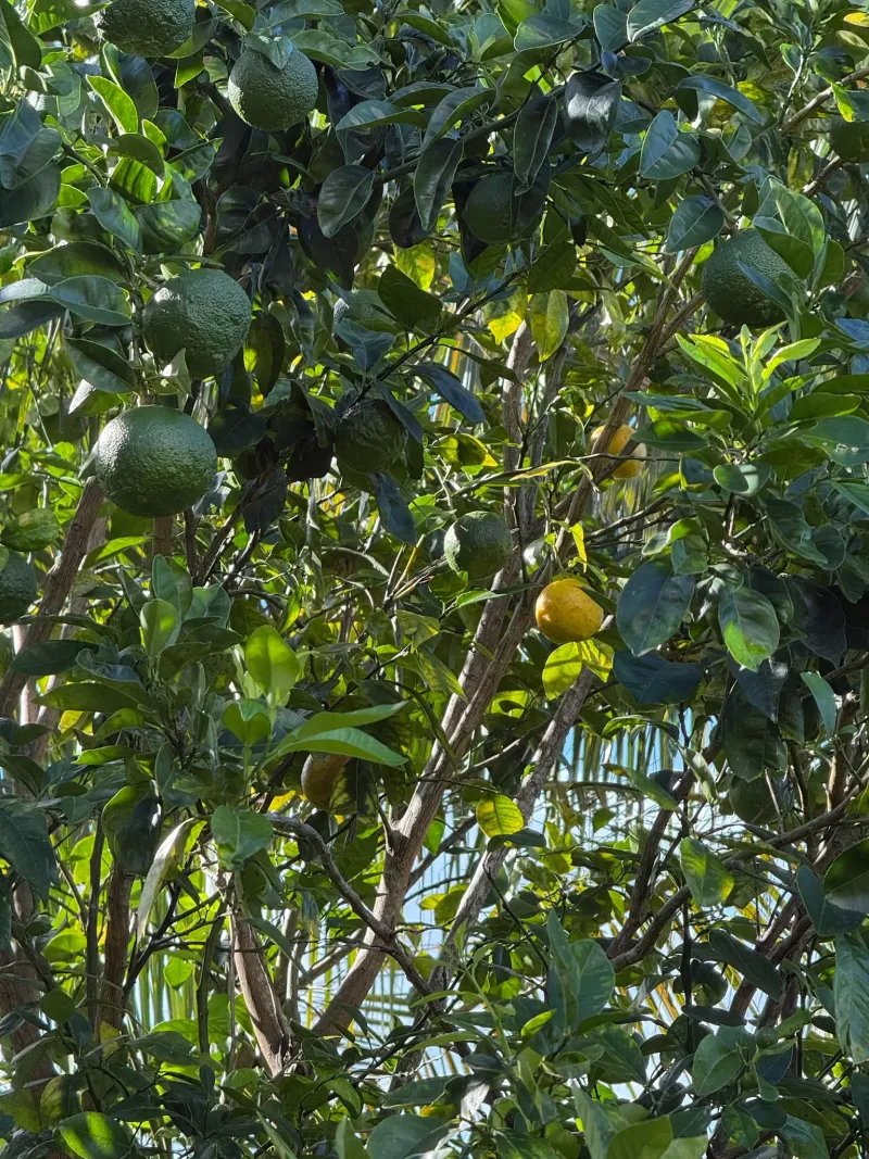 Pomegranate tree in tropical garden at Villa Bigaradier, Sainte-Rose