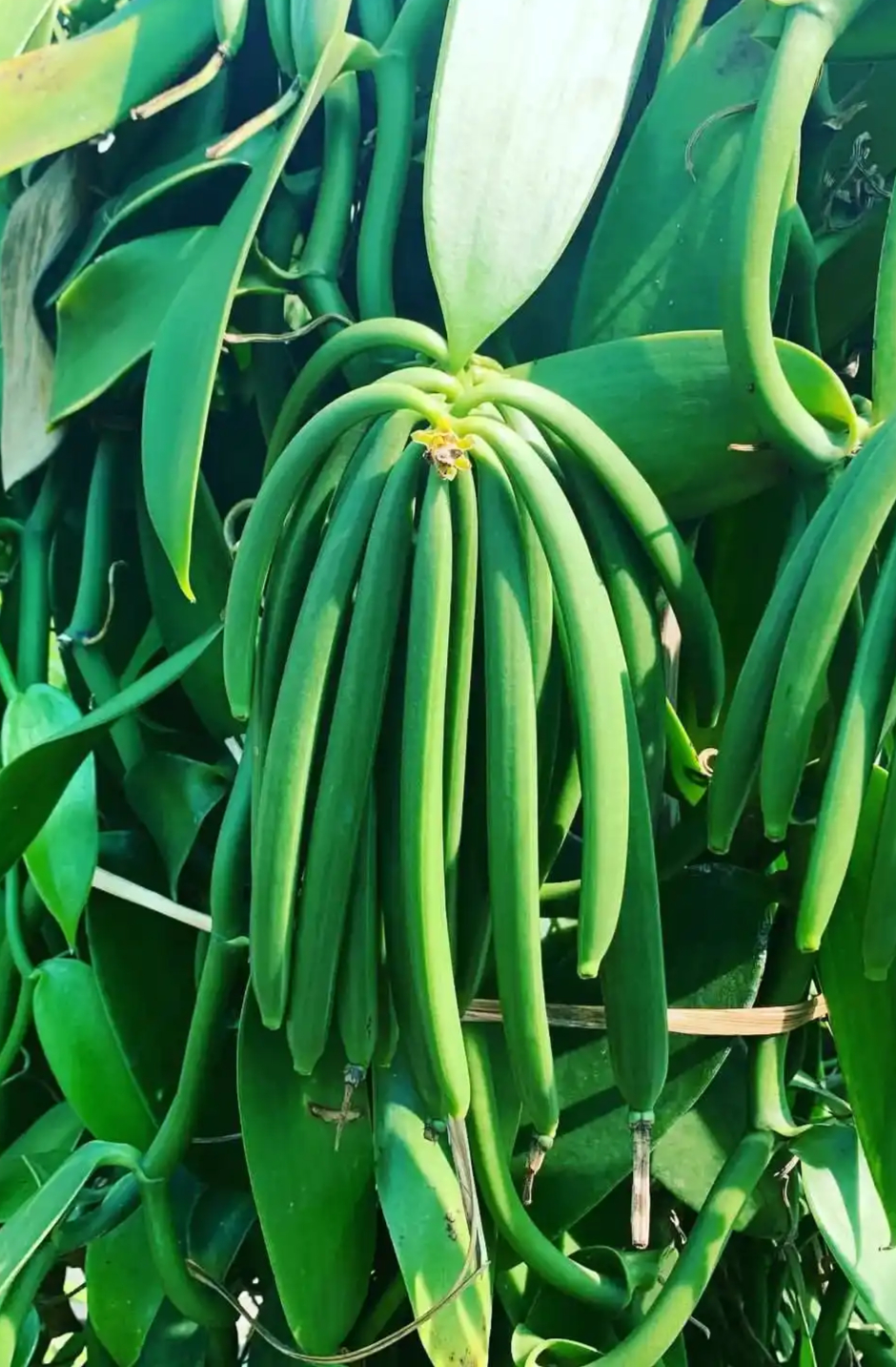 Gousses de vanille Bourbon de La Réunion sur un plant de vanillier en forêt tropicale, côte Est
